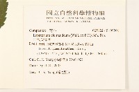 田代氏澤蘭藏品圖，第2張