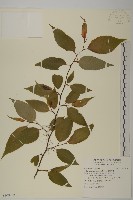 佩羅特木藏品圖，第1張