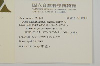 佩羅特木藏品圖，第2張