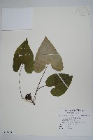 白斑細辛藏品圖，第1張