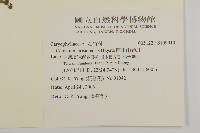 阿里山卷耳藏品圖，第2張