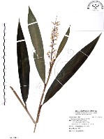 山月桃藏品圖，第1張