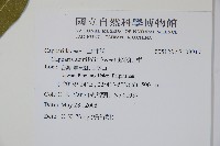 銳葉山柑藏品圖，第2張