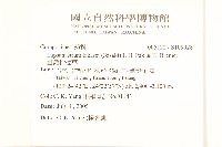 臺灣稻槎草藏品圖，第2張