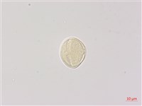 雷公根藏品圖，第2張