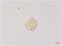 雷公根藏品圖，第3張