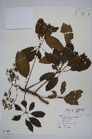 鵝掌柴、江某、鴨腳樹藏品圖，第1張