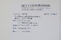 鵝掌柴、江某、鴨腳樹藏品圖，第2張