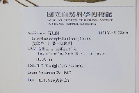 鵝掌柴、江某、鴨腳樹藏品圖，第2張