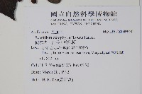 鵝掌柴、江某、鴨腳樹藏品圖，第2張