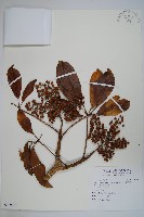 鵝掌蘗藏品圖，第1張