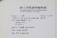 鵝掌蘗藏品圖，第2張