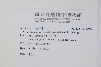 鵝掌蘗藏品圖，第2張