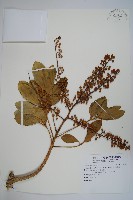 鵝掌蘗藏品圖，第1張