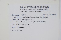 鵝掌蘗藏品圖，第2張