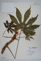 臺灣八角金盤藏品圖，第1張