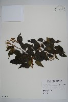 臺灣常春藤藏品圖，第1張