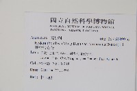 臺灣常春藤藏品圖，第2張