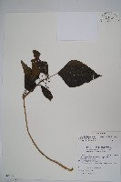 臺灣常春藤藏品圖，第1張