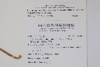 臺灣常春藤藏品圖，第2張