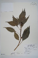 臺灣樹參藏品圖，第1張