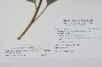 臺灣樹參藏品圖，第2張