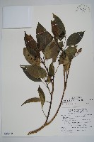 臺灣樹參藏品圖，第1張