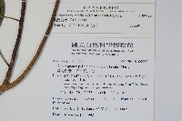 臺灣樹參藏品圖，第2張