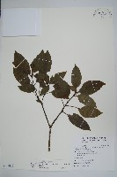 臺灣樹參藏品圖，第1張