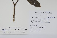 臺灣樹參藏品圖，第2張