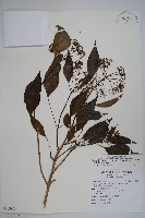 臺灣常春藤藏品圖，第1張