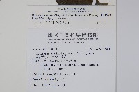 臺灣常春藤藏品圖，第2張