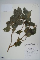 臺灣樹參藏品圖，第1張