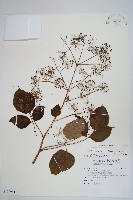 登錄號:S109964藏品圖，第1張