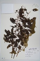 裡白蔥木藏品圖，第1張