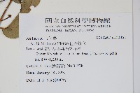 裡白蔥木藏品圖，第2張