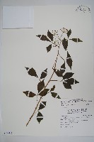 三葉五加藏品圖，第1張