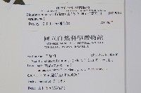 三葉五加藏品圖，第2張