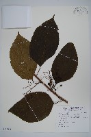 八角楓藏品圖，第1張