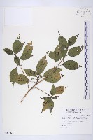 臺灣青莢葉藏品圖，第1張