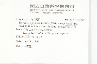 臺灣青莢葉藏品圖，第2張