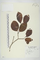 登錄號:S109970藏品圖，第1張