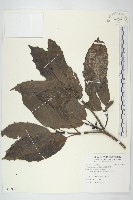 東瀛珊瑚藏品圖，第1張