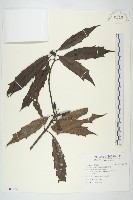 東瀛珊瑚藏品圖，第1張