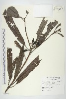 東瀛珊瑚藏品圖，第1張