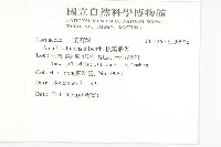 桃葉珊瑚藏品圖，第2張