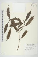 桃葉珊瑚藏品圖，第1張