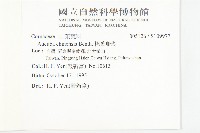 桃葉珊瑚藏品圖，第2張