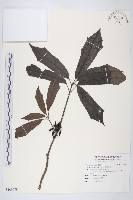 桃葉珊瑚藏品圖，第1張