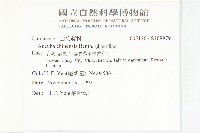 桃葉珊瑚藏品圖，第2張